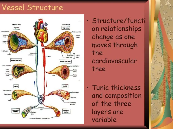 Vessel Structure Structure/function relationships change as one moves through the