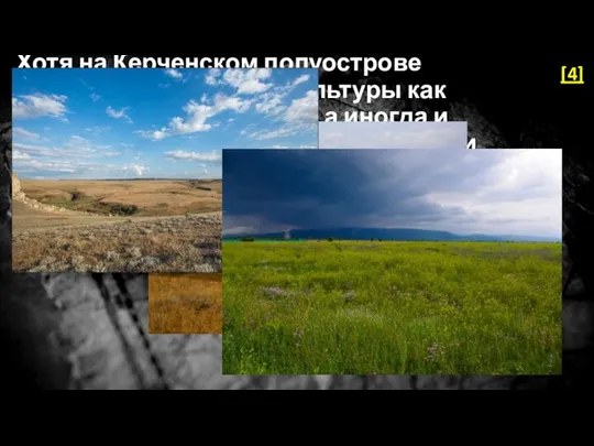 Хотя на Керченском полуострове выращиваются такие культуры как пшеница, кукуруза, овёс, а иногда