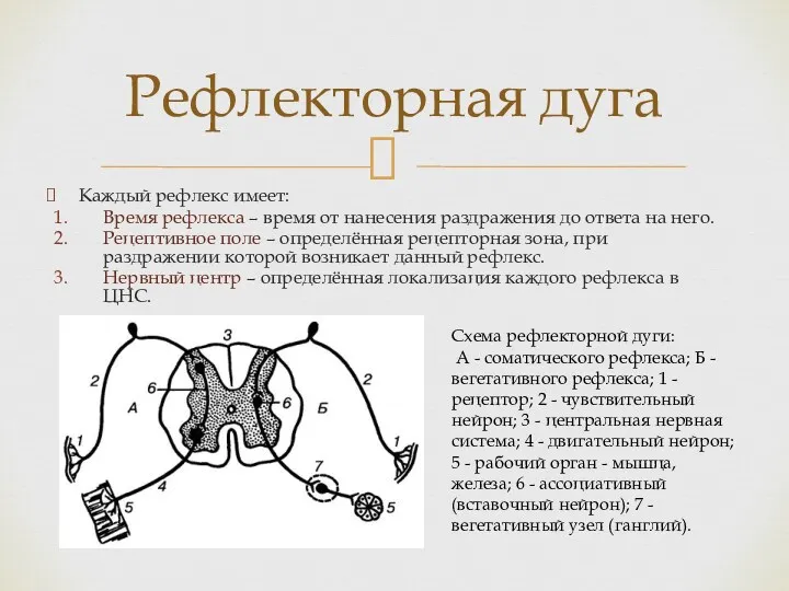 Каждый рефлекс имеет: Время рефлекса – время от нанесения раздражения