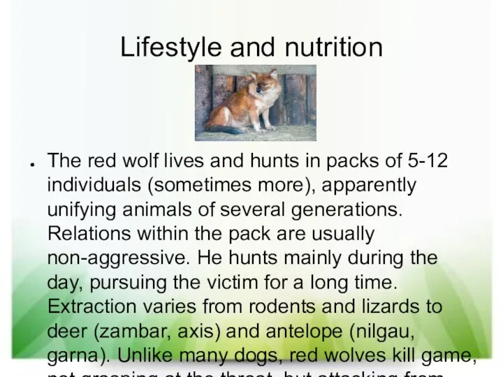 Lifestyle and nutrition The red wolf lives and hunts in