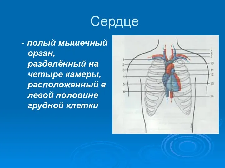 Сердце - полый мышечный орган, разделённый на четыре камеры, расположенный в левой половине грудной клетки