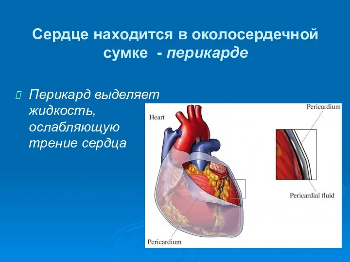 Перикард выделяет жидкость, ослабляющую трение сердца Сердце находится в околосердечной сумке - перикарде