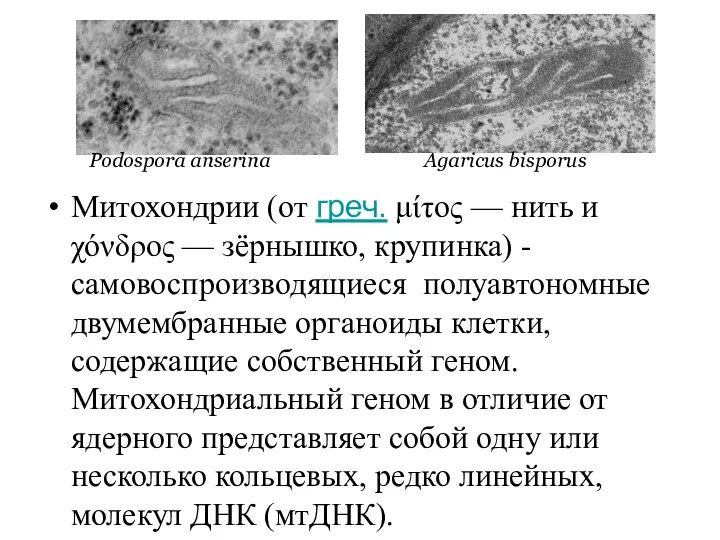 Митохондрии (от греч. μίτος — нить и χόνδρος — зёрнышко,