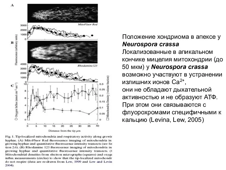 Положение хондриома в апексе у Neurospora crassa Локализованные в апикальном