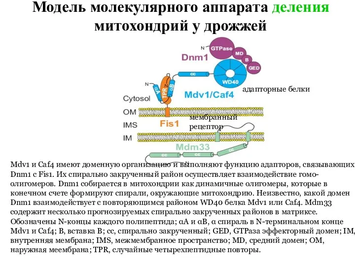 Модель молекулярного аппарата деления митохондрий у дрожжей Mdv1 и Caf4