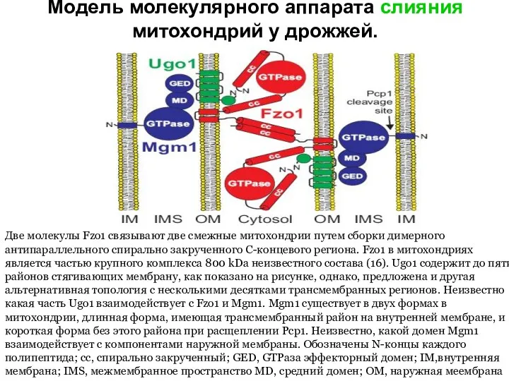 Модель молекулярного аппарата слияния митохондрий у дрожжей. Две молекулы Fzo1