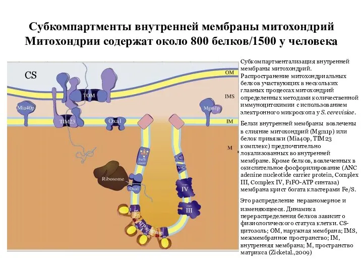 Субкомпартменты внутренней мембраны митохондрий Митохондрии содержат около 800 белков/1500 у