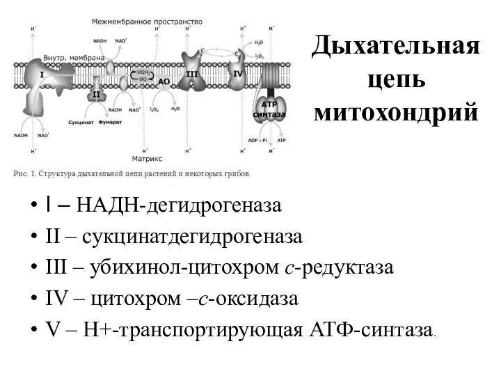 Дыхательная цепь митохондрий I – НАДН-дегидрогеназа II – сукцинатдегидрогеназа III