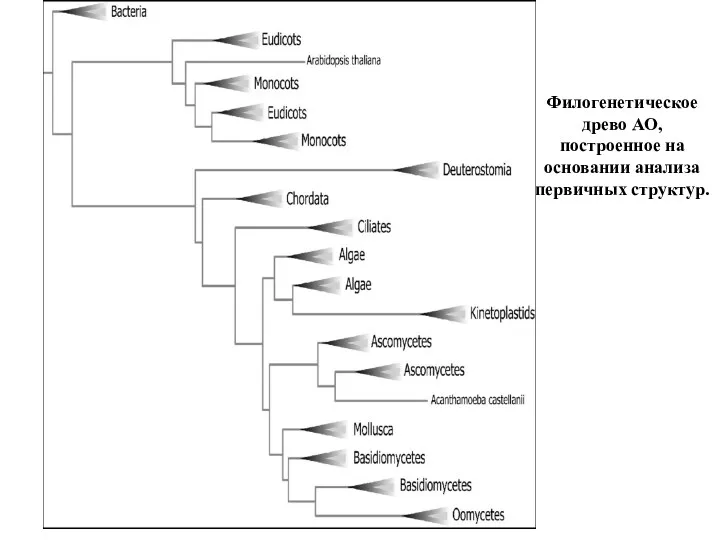 Филогенетическое древо АО, построенное на основании анализа первичных структур.