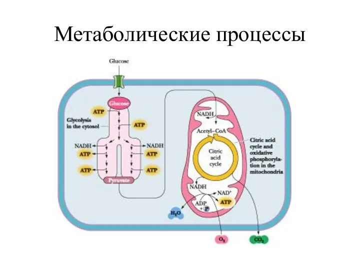 Метаболические процессы