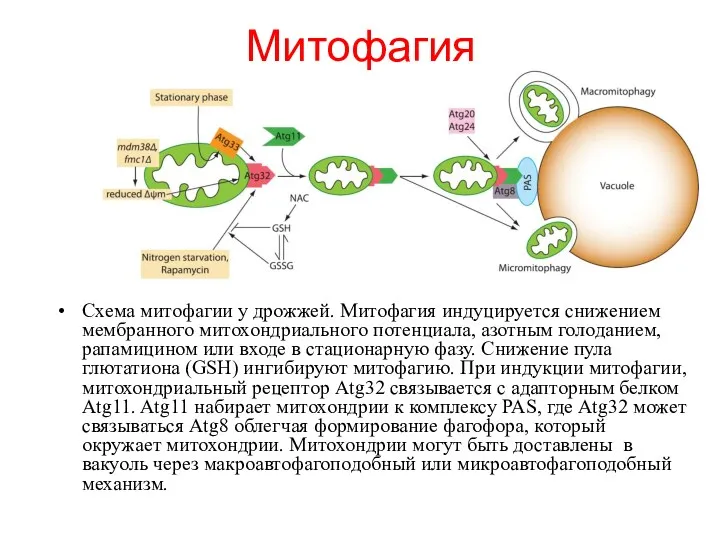 Схема митофагии у дрожжей. Митофагия индуцируется снижением мембранного митохондриального потенциала,