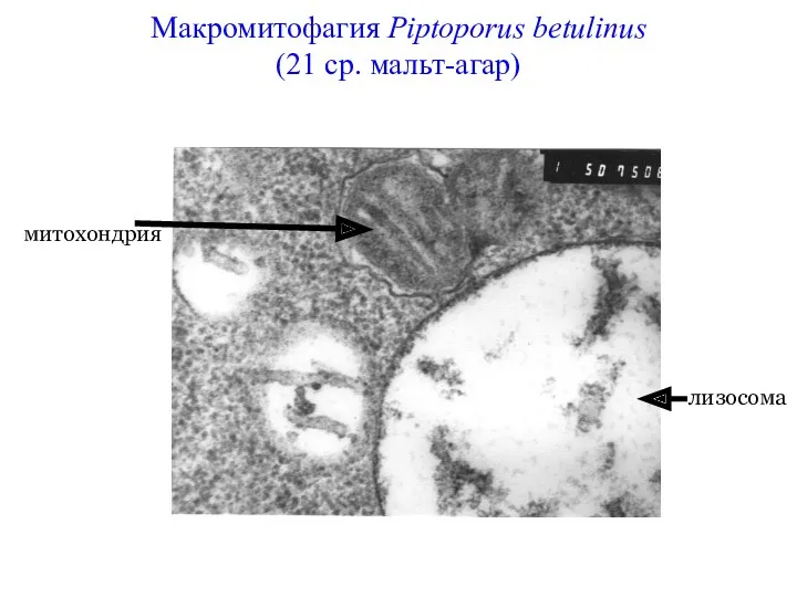 Макромитофагия Piptoporus betulinus (21 ср. мальт-агар) митохондрия лизосома