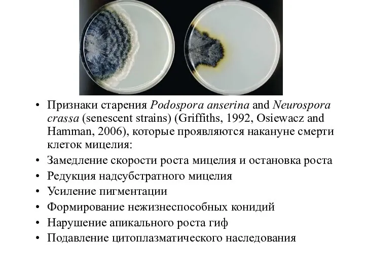 Признаки старения Podospora anserina and Neurospora crassa (senescent strains) (Griffiths,