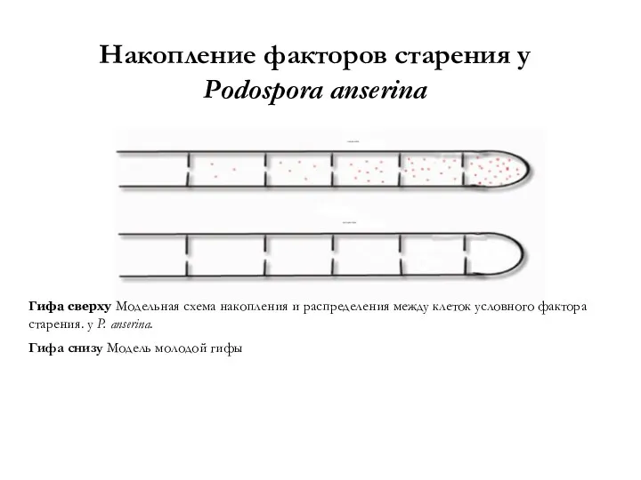 Накопление факторов старения у Рodospora anserina Гифа сверху Модельная схема