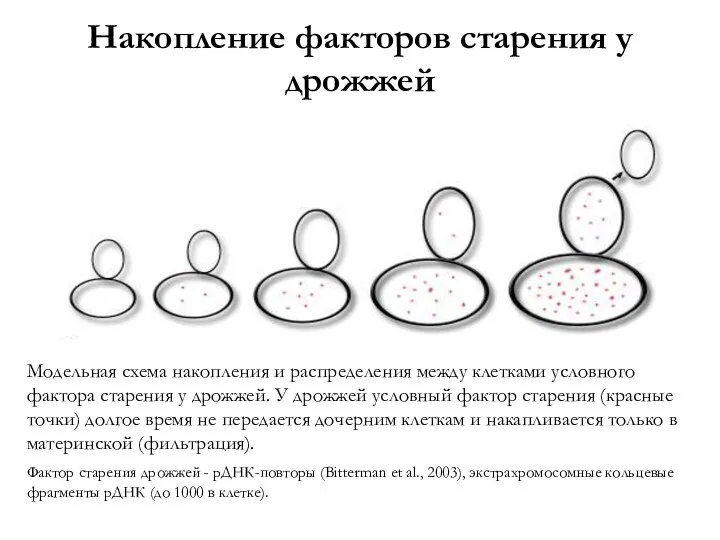 Накопление факторов старения у дрожжей Модельная схема накопления и распределения