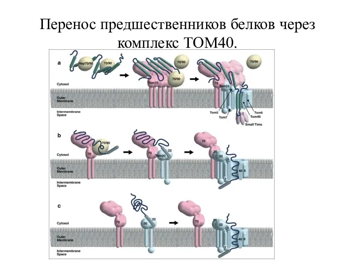 Перенос предшественников белков через комплекс TOM40.