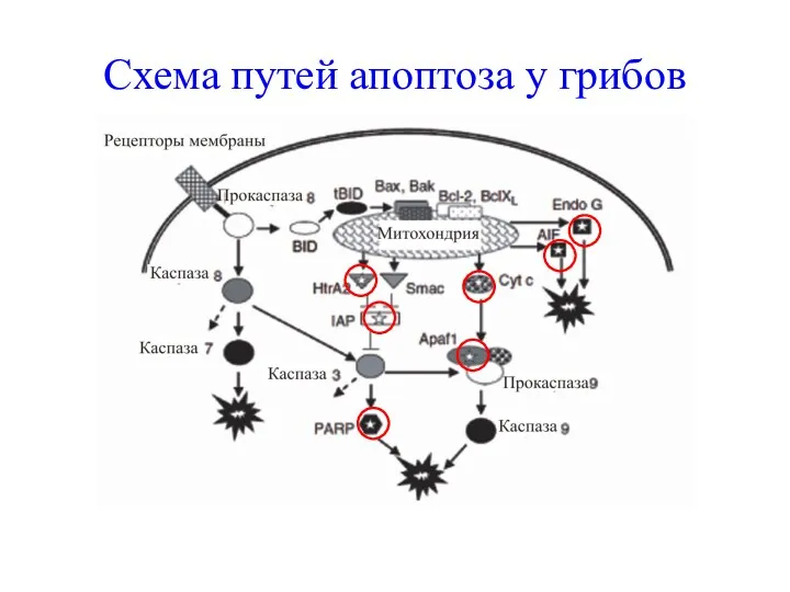 Схема путей апоптоза у грибов