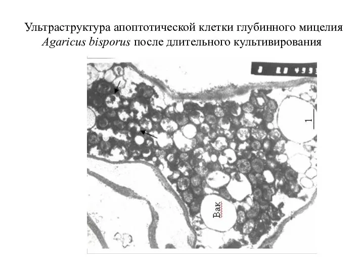 Ультраструктура апоптотической клетки глубинного мицелия Agaricus bisporus после длительного культивирования