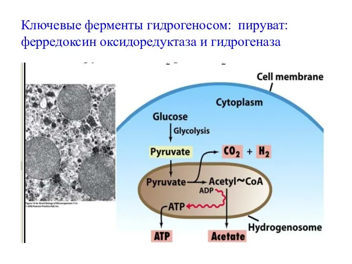 Ключевые ферменты гидрогеносом: пируват:ферредоксин оксидоредуктаза и гидрогеназа