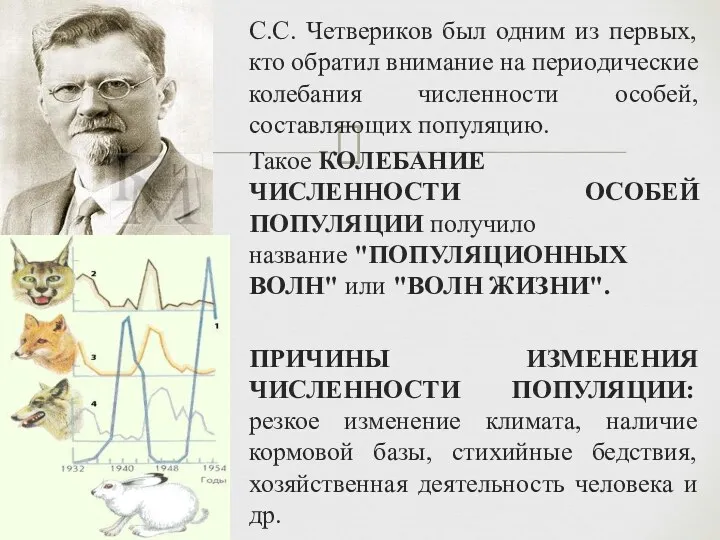 С.С. Четвериков был одним из первых, кто обратил внимание на периодические колебания численности