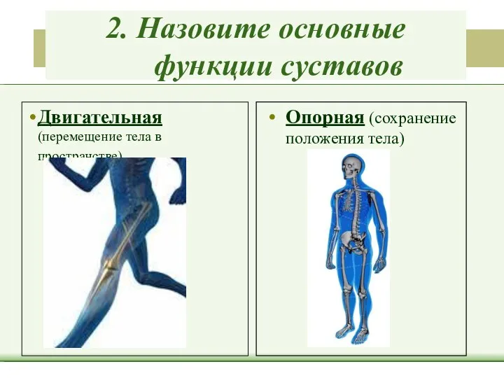 2. Назовите основные функции суставов Двигательная (перемещение тела в пространстве) Опорная (сохранение положения тела)