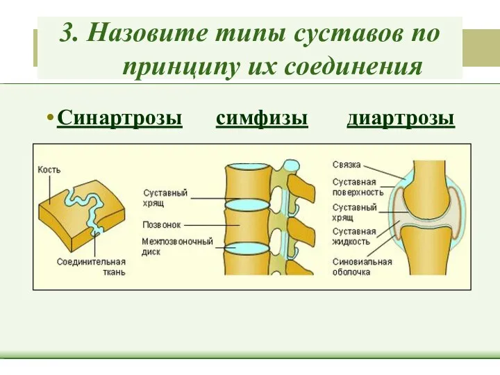 3. Назовите типы суставов по принципу их соединения Синартрозы симфизы диартрозы