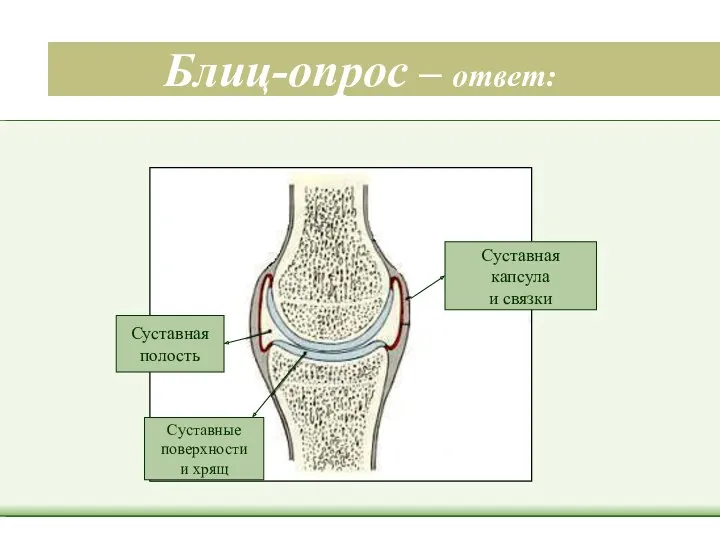 Блиц-опрос – ответ: Суставная капсула и связки Суставная полость Суставные поверхности и хрящ