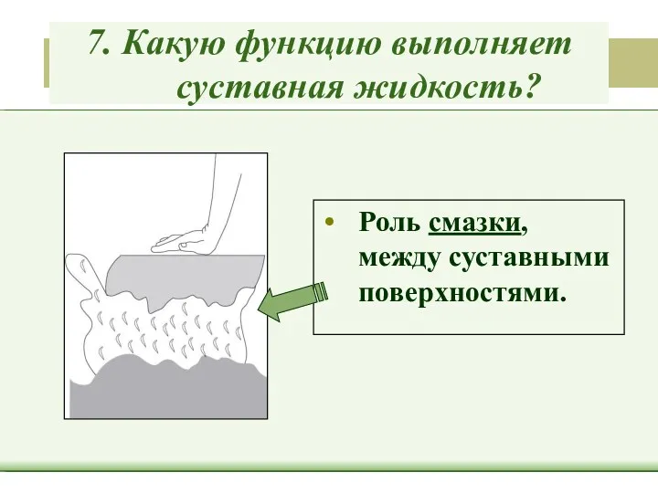 7. Какую функцию выполняет суставная жидкость? Роль смазки, между суставными поверхностями.