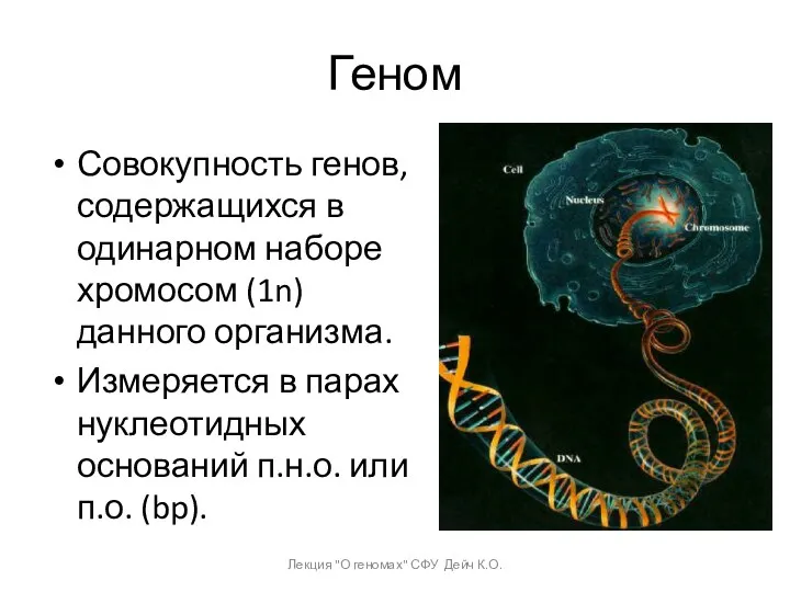 Геном Совокупность генов, содержащихся в одинарном наборе хромосом (1n) данного