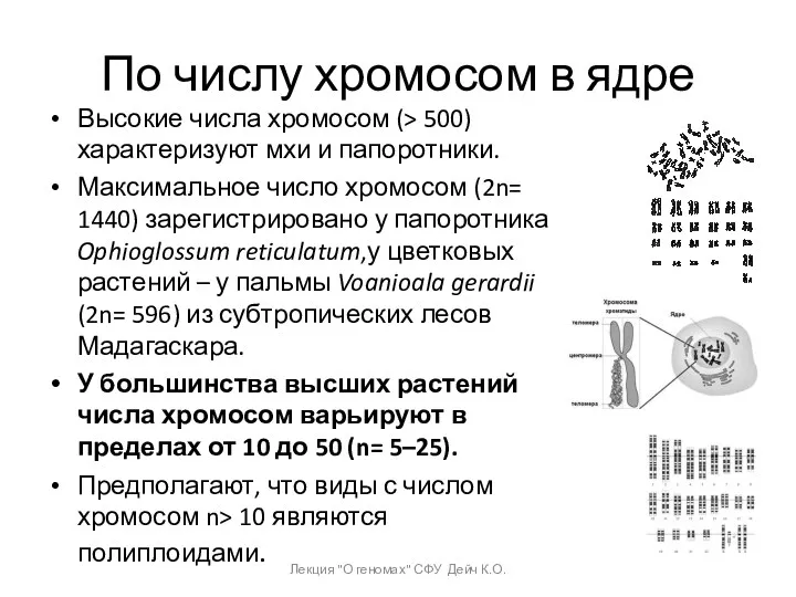 По числу хромосом в ядре Высокие числа хромосом (> 500)