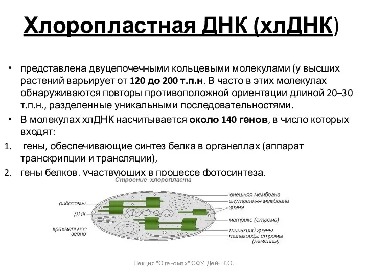 Хлоропластная ДНК (хлДНК) представлена двуцепочечными кольцевыми молекулами (у высших растений