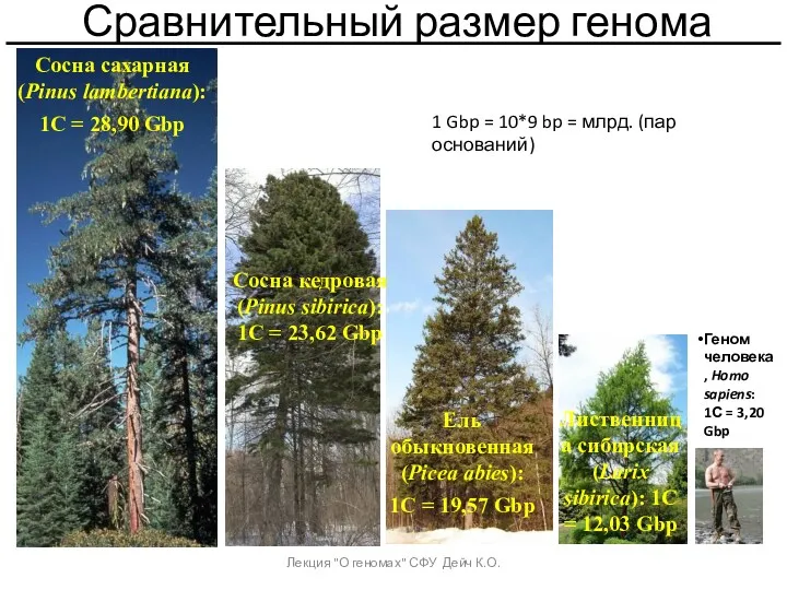 Сравнительный размер генома Геном человека, Homo sapiens: 1С = 3,20