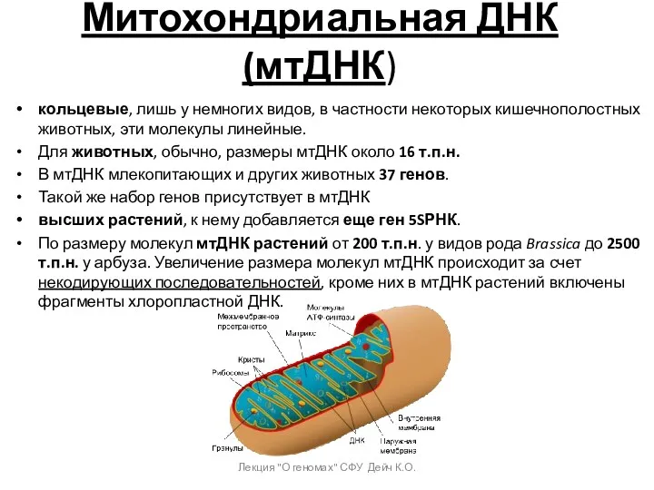 Митохондриальная ДНК (мтДНК) кольцевые, лишь у немногих видов, в частности