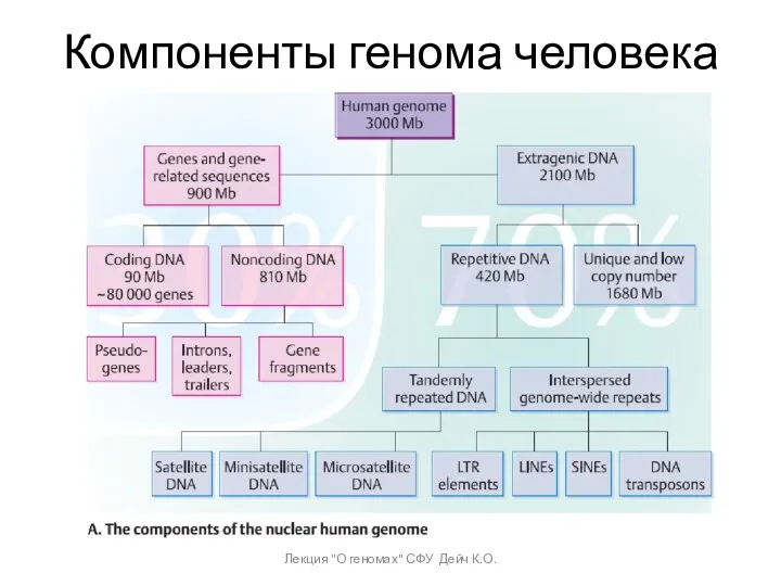 Компоненты генома человека Лекция "О геномах" СФУ Дейч К.О.