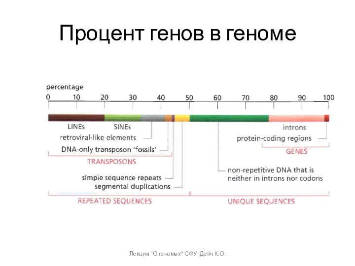 Процент генов в геноме Лекция "О геномах" СФУ Дейч К.О.