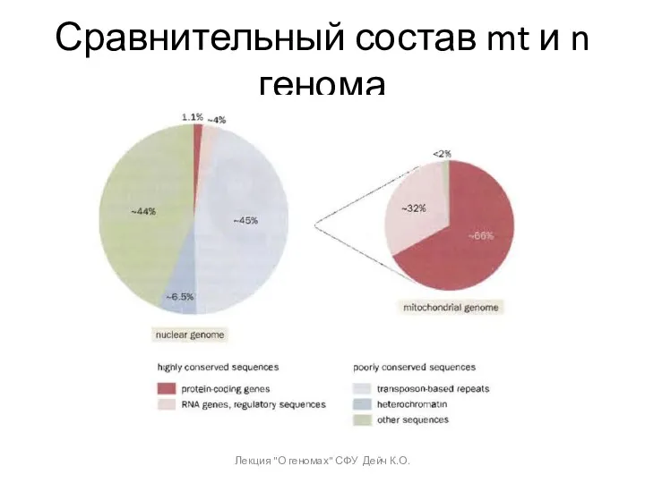 Сравнительный состав mt и n генома Лекция "О геномах" СФУ Дейч К.О.