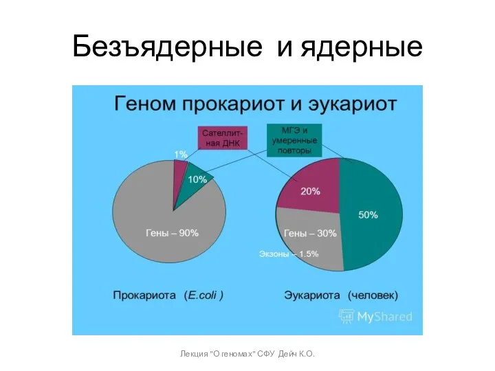 Безъядерные и ядерные Лекция "О геномах" СФУ Дейч К.О.