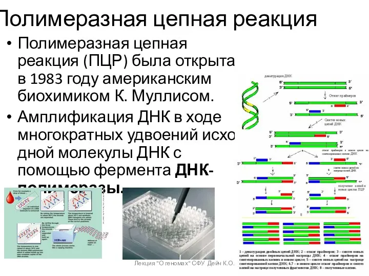 Полимеразная цепная реакция Полимеразная цепная реакция (ПЦР) была открыта в