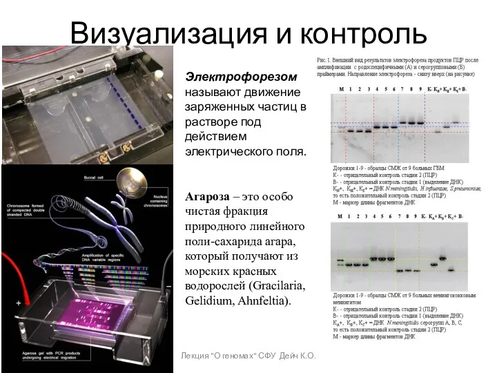 Визуализация и контроль Лекция "О геномах" СФУ Дейч К.О. Электрофорезом