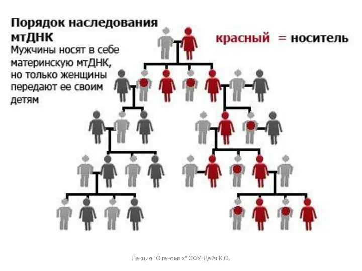 Лекция "О геномах" СФУ Дейч К.О.