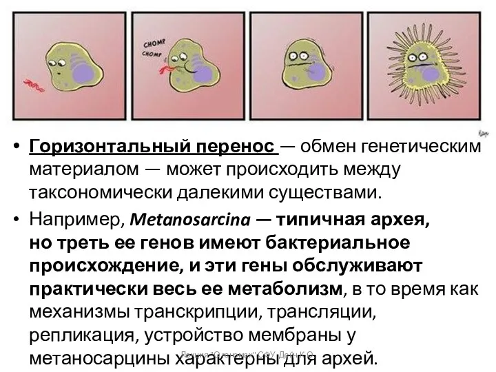 Горизонтальный перенос — обмен генетическим материалом — может происходить между