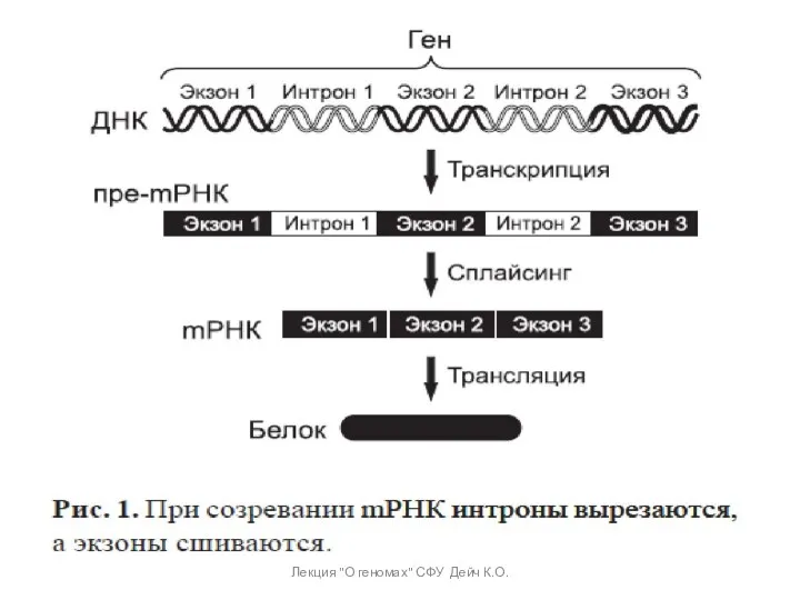 Лекция "О геномах" СФУ Дейч К.О.