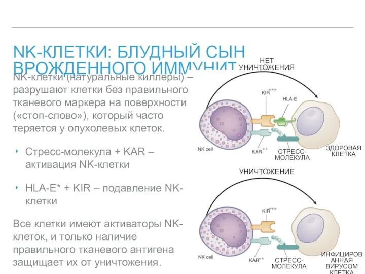 NK-КЛЕТКИ: БЛУДНЫЙ СЫН ВРОЖДЕННОГО ИММУНИТЕТА NK-клетки (натуральные киллеры) – разрушают