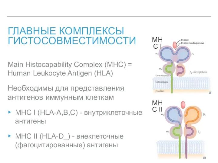 ГЛАВНЫЕ КОМПЛЕКСЫ ГИСТОСОВМЕСТИМОСТИ Main Histocapability Complex (MHC) = Human Leukocyte