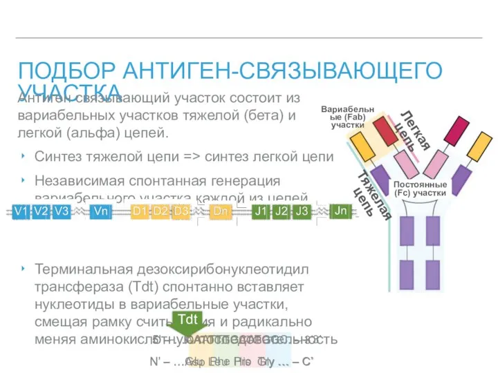 ПОДБОР АНТИГЕН-СВЯЗЫВАЮЩЕГО УЧАСТКА Антиген связывающий участок состоит из вариабельных участков