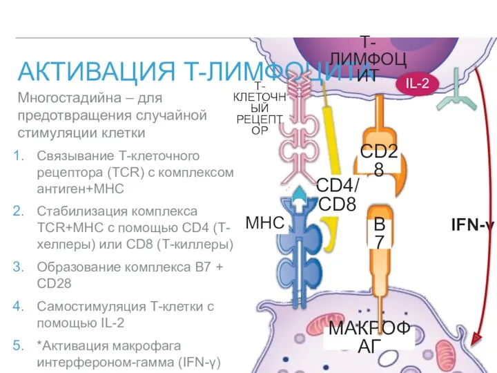 АКТИВАЦИЯ T-ЛИМФОЦИТА Многостадийна – для предотвращения случайной стимуляции клетки Связывание