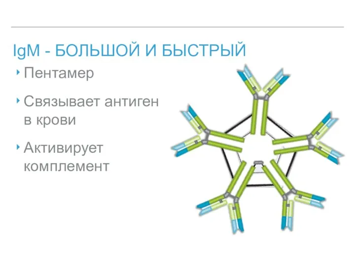 IgM - БОЛЬШОЙ И БЫСТРЫЙ Пентамер Связывает антиген в крови Активирует комплемент