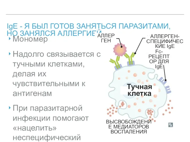 IgE - Я БЫЛ ГОТОВ ЗАНЯТЬСЯ ПАРАЗИТАМИ, НО ЗАНЯЛСЯ АЛЛЕРГИЕЙ