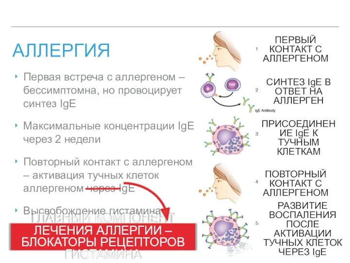 АЛЛЕРГИЯ ПЕРВЫЙ КОНТАКТ С АЛЛЕРГЕНОМ СИНТЕЗ IgE В ОТВЕТ НА