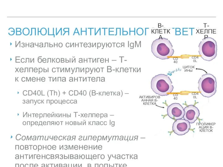 ЭВОЛЮЦИЯ АНТИТЕЛЬНОГО ОТВЕТА Изначально синтезируются IgM Если белковый антиген –